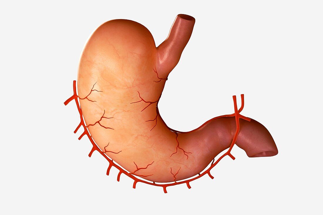 Human Stomach, artwork