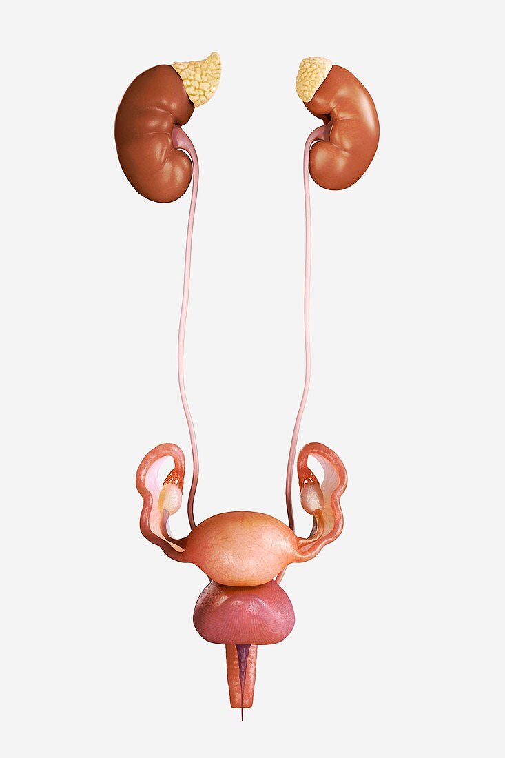 Female Genitourinary System, artwork