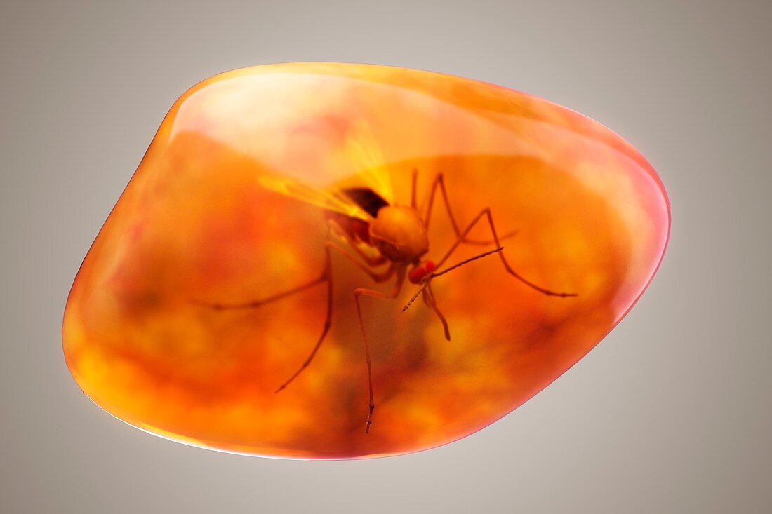 Mosquito in Amber, artwork