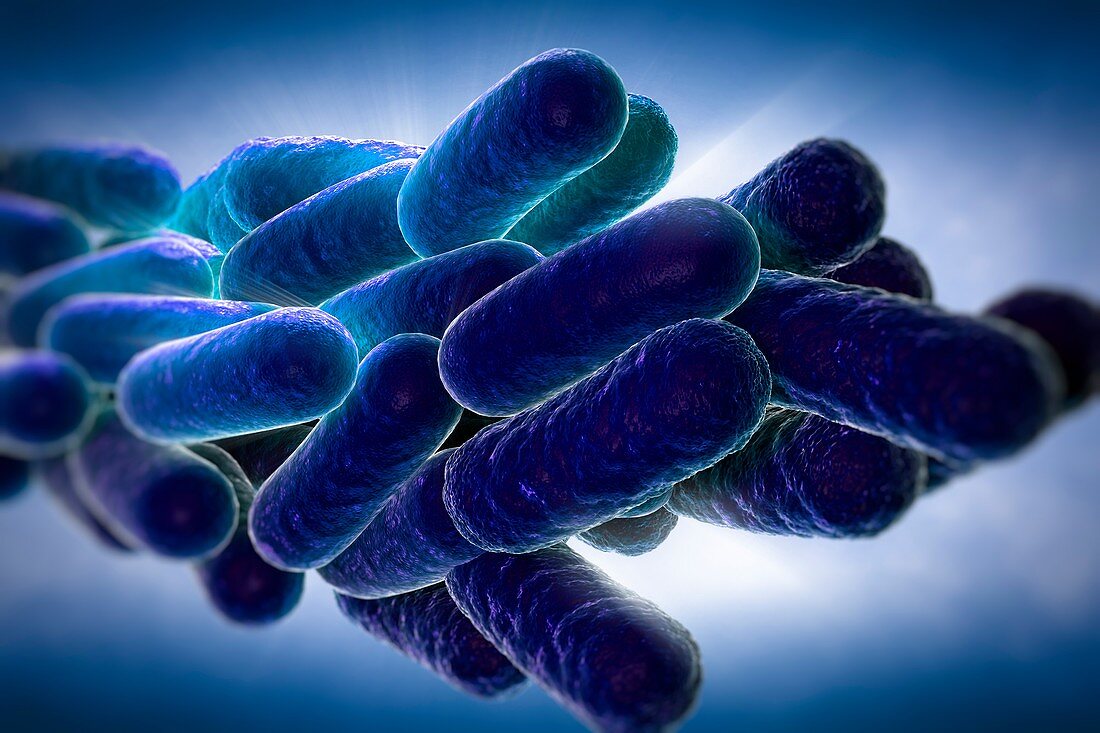 Legionella Pneumophila Bacteria, artwork