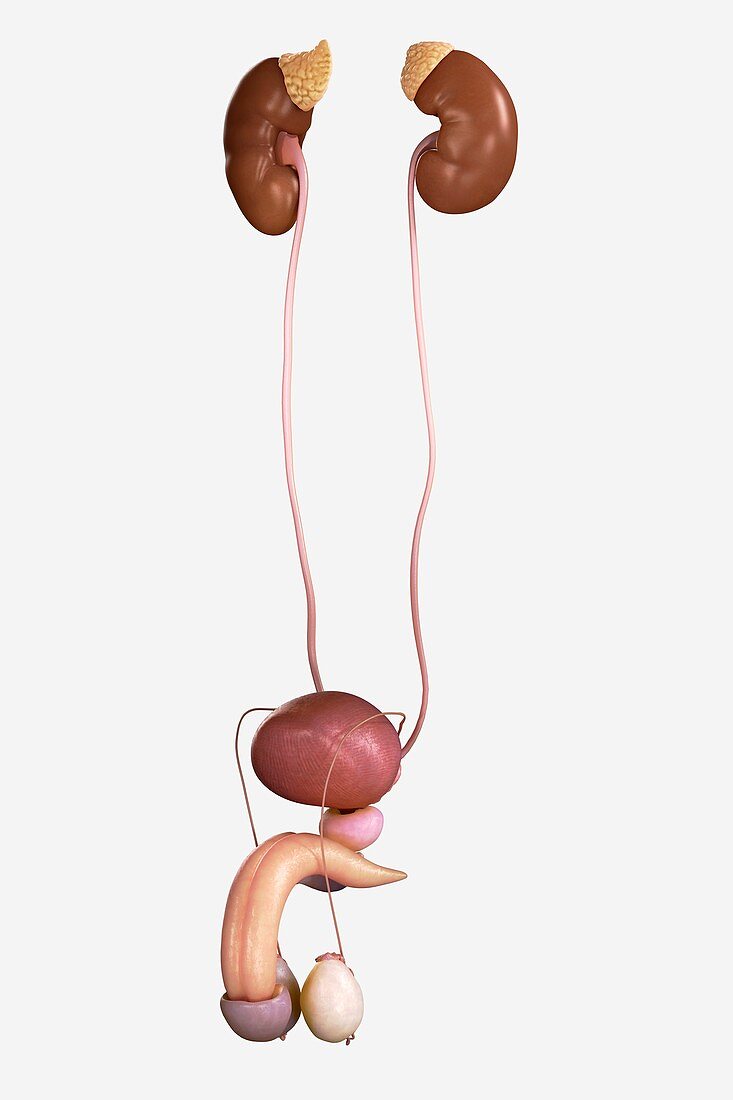 Male Genitourinary System, artwork