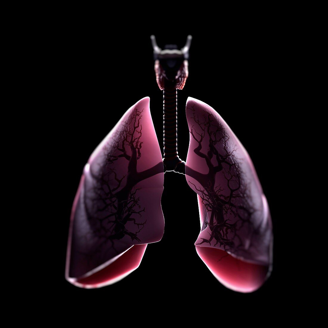 Lung Anatomy, artwork