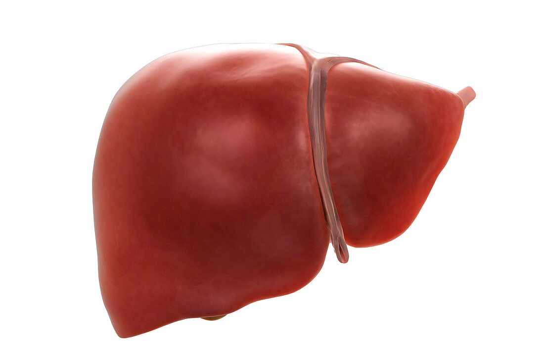 Liver with Ligament, artwork