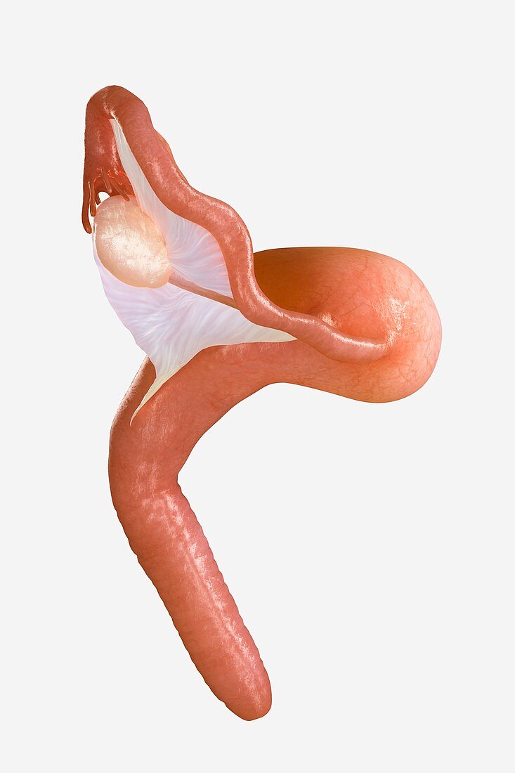 Uterus, artwork