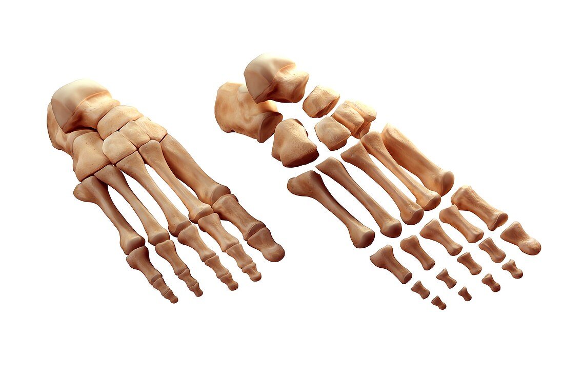 Foot Bones, artwork