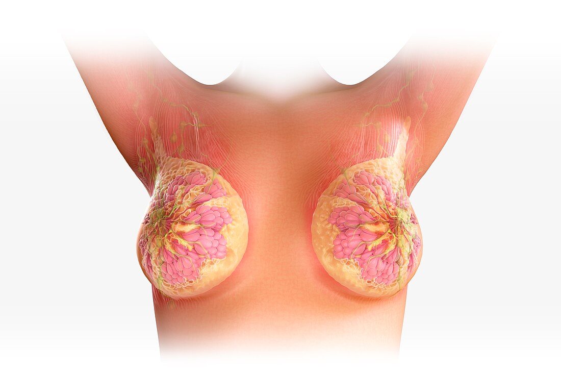 Breast Anatomy, artwork