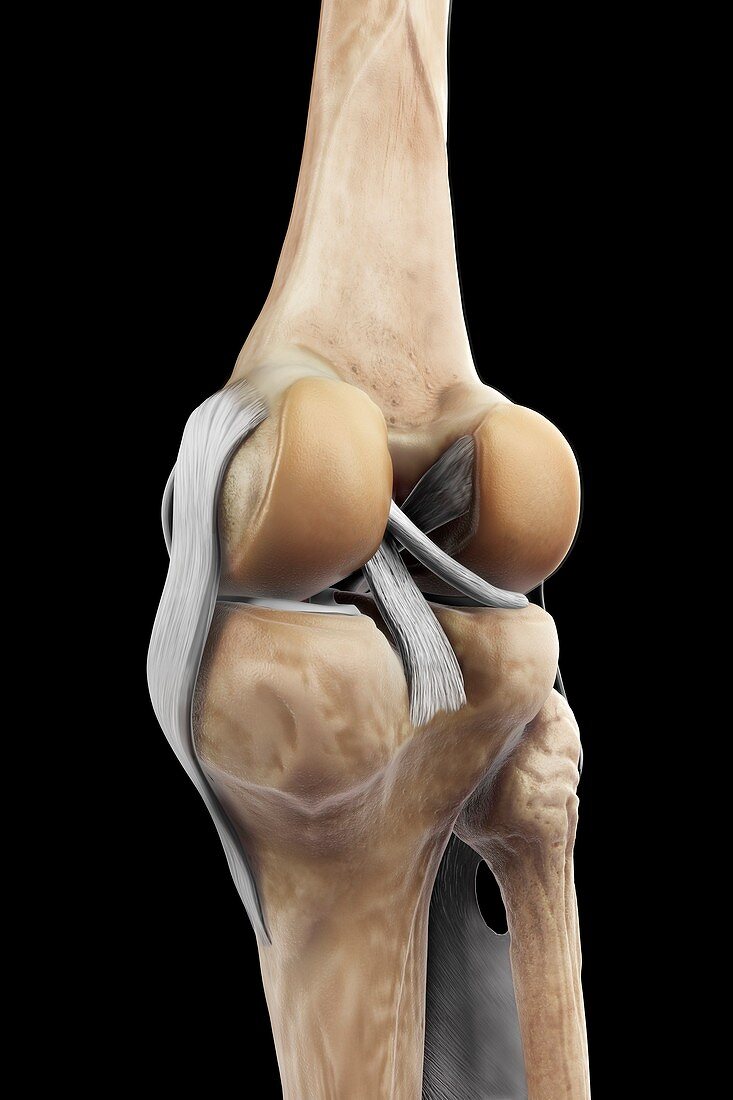 Right Knee Ligaments, artwork