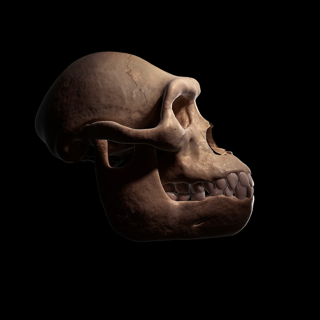 Australopithecus Skull, illustration
