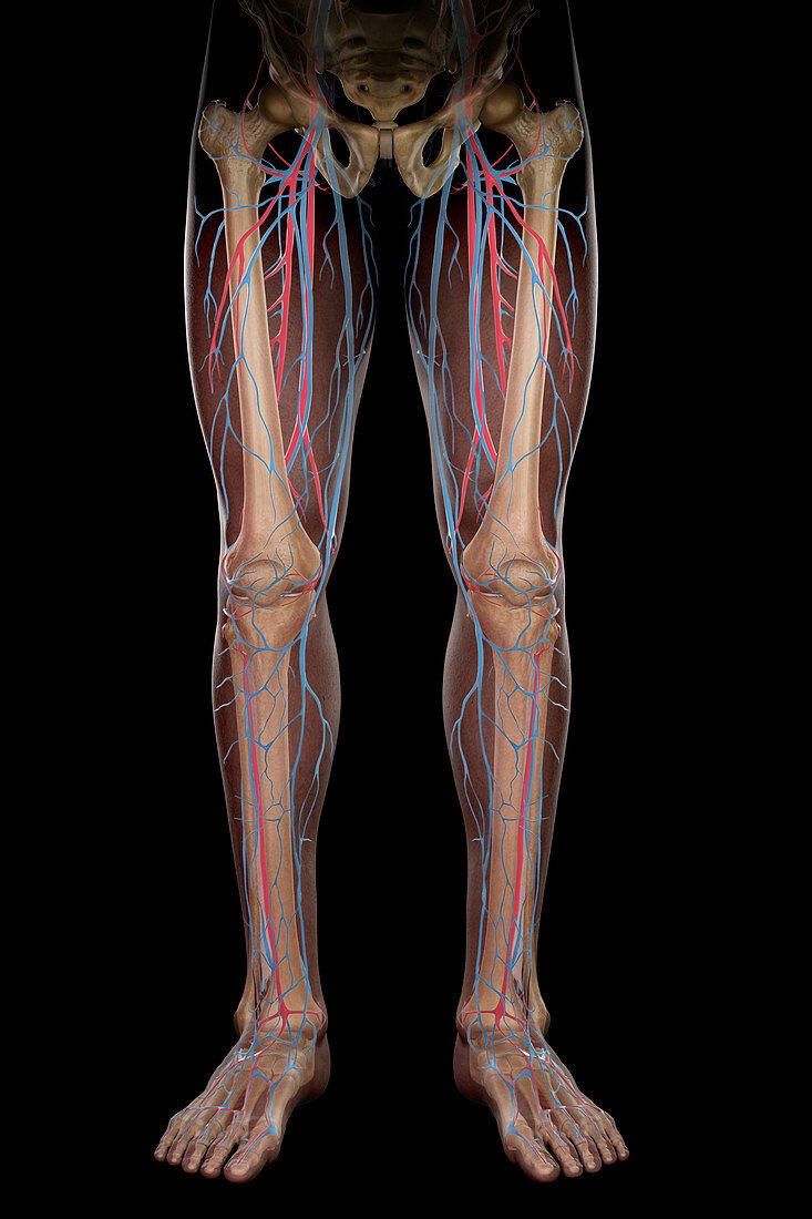 Leg Blood Supply, illustration