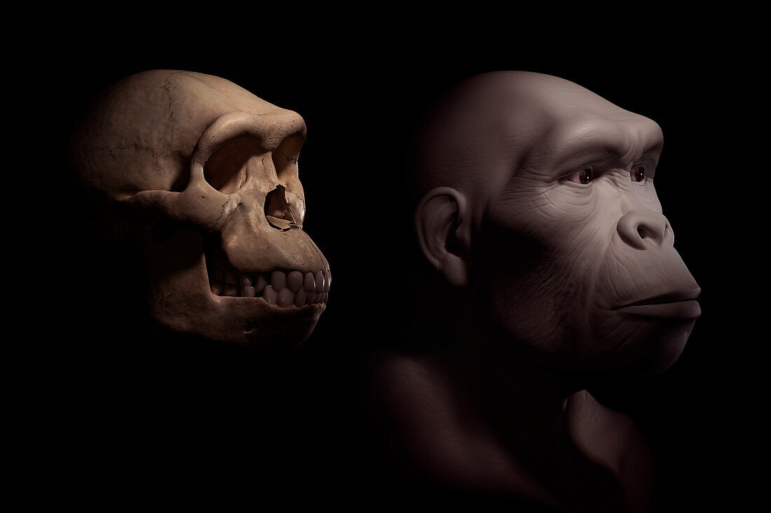Homo Habilis with Skull, illustration