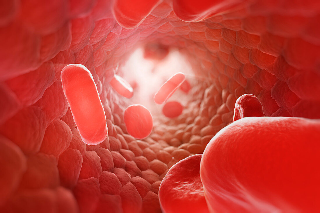 Red Blood Cells in Bloodstream