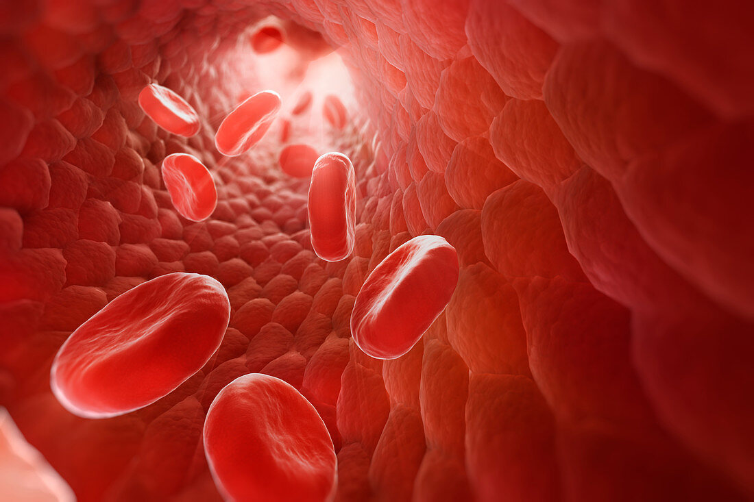 Red Blood Cells in Bloodstream