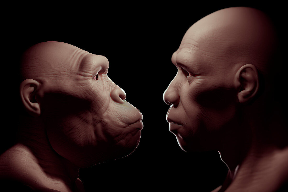 Australopithecus with Homo Sapiens