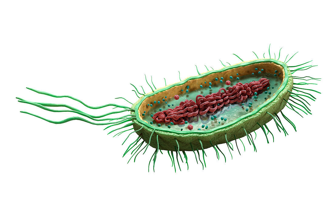 Bacteria Cross Section, illustration
