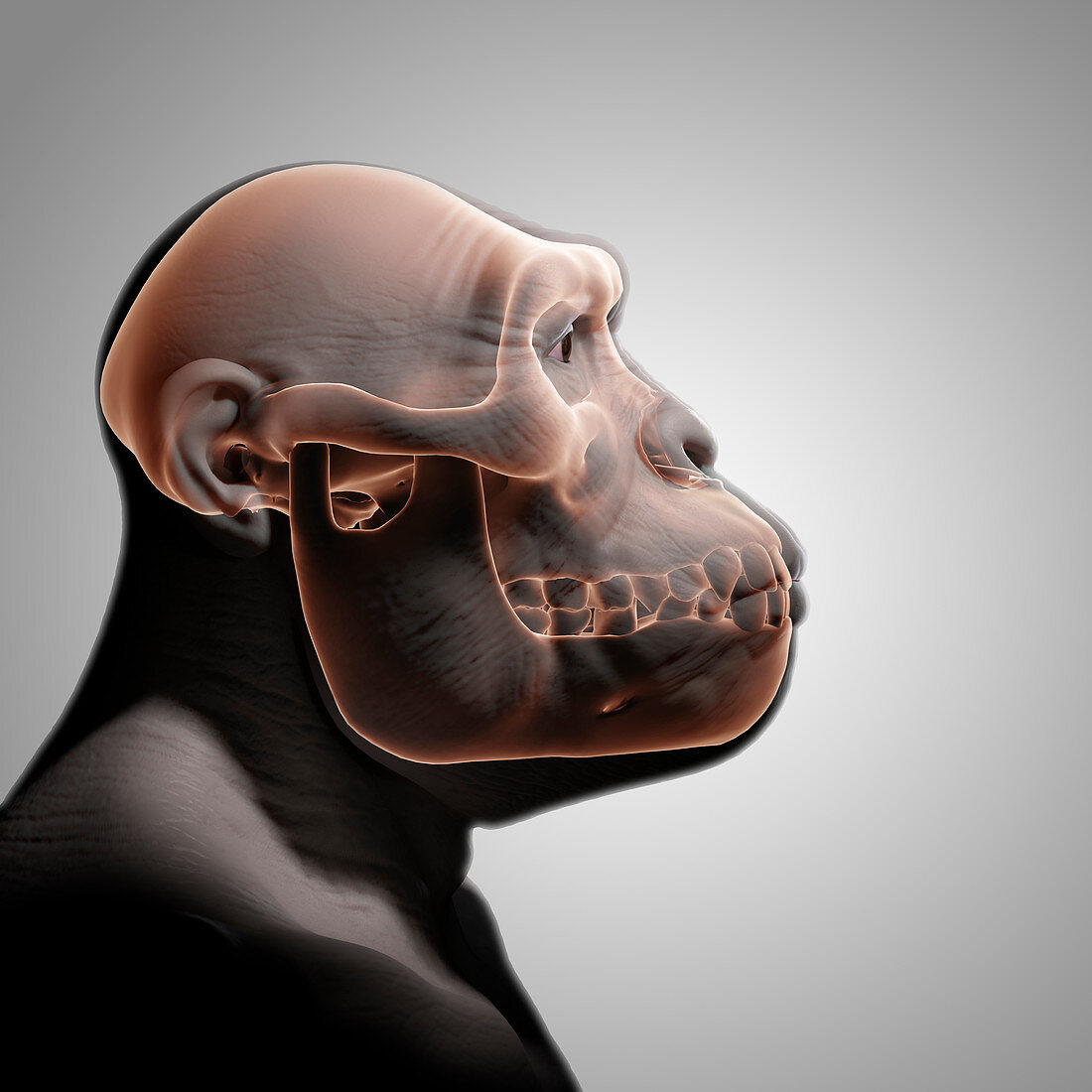 Australopithecus with Skull, illustration