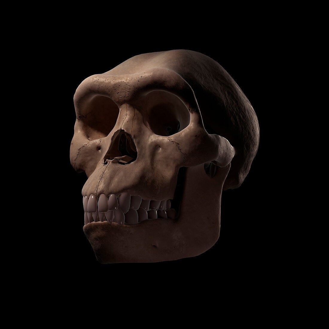 Homo Habilis Skull , illustration