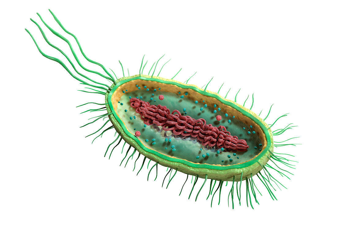 Bacteria Cross Section, illustration