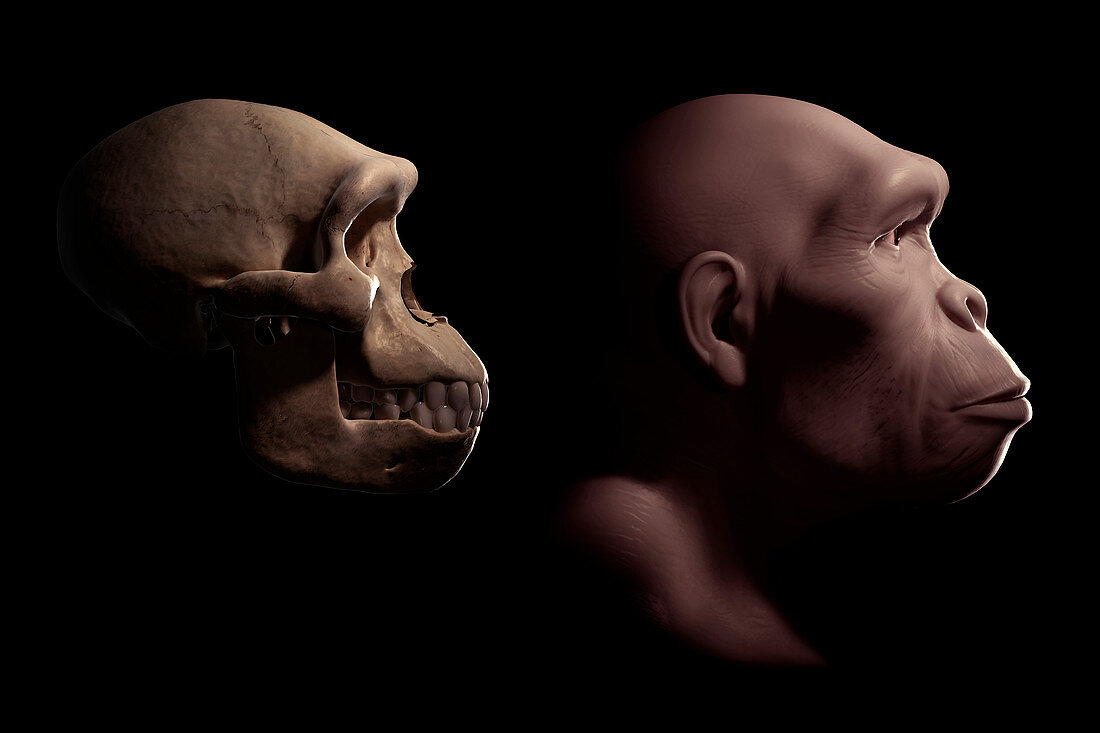 Homo Habilis with Skull, illustration