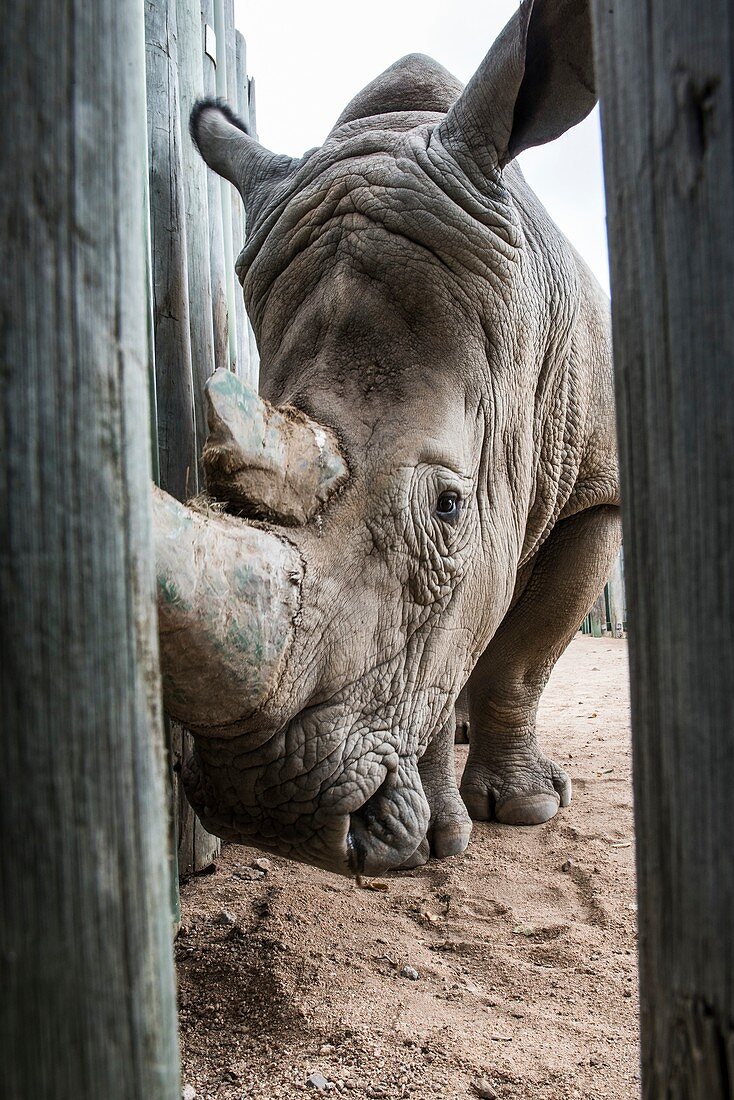 White rhino in rehabilitation centre