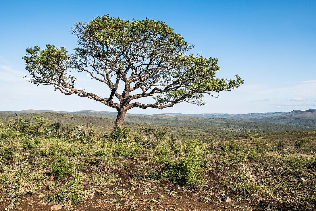Marula tree on a high ridge