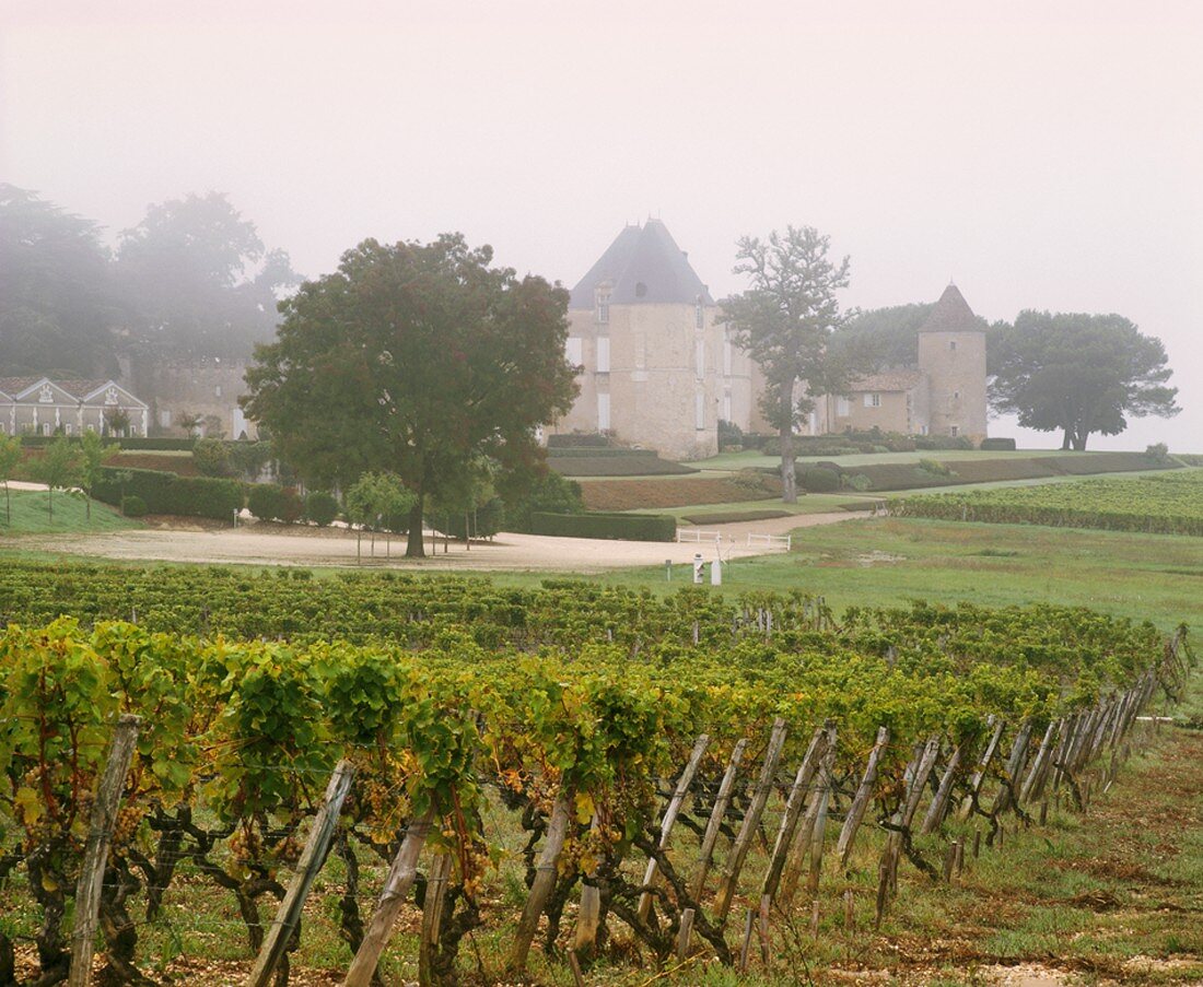 Das Château d'Yquem im Herbstnebel, Sauternes, Bordeaux