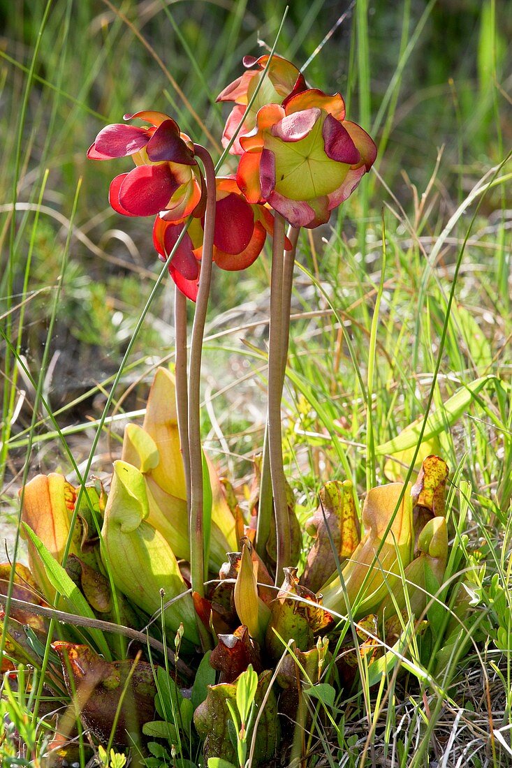 Purple pitcher plant (Sarracenia purpurea) flowers
