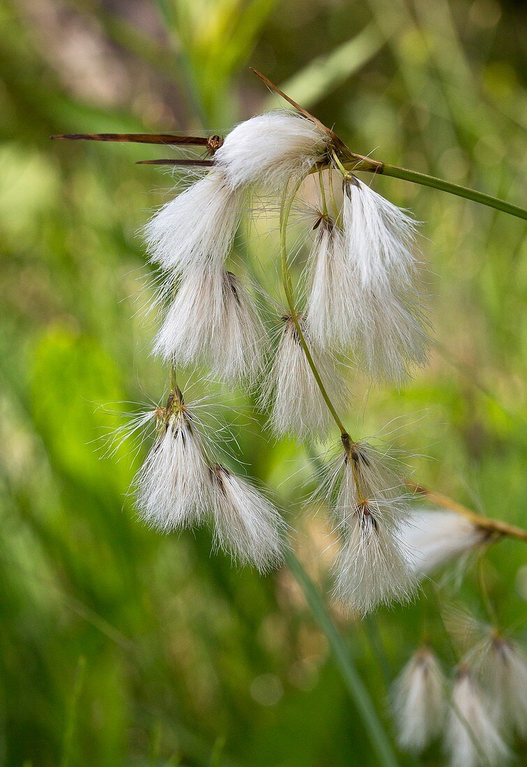 Green-keeled cottongrass (Eriophorum viridicarinatum)