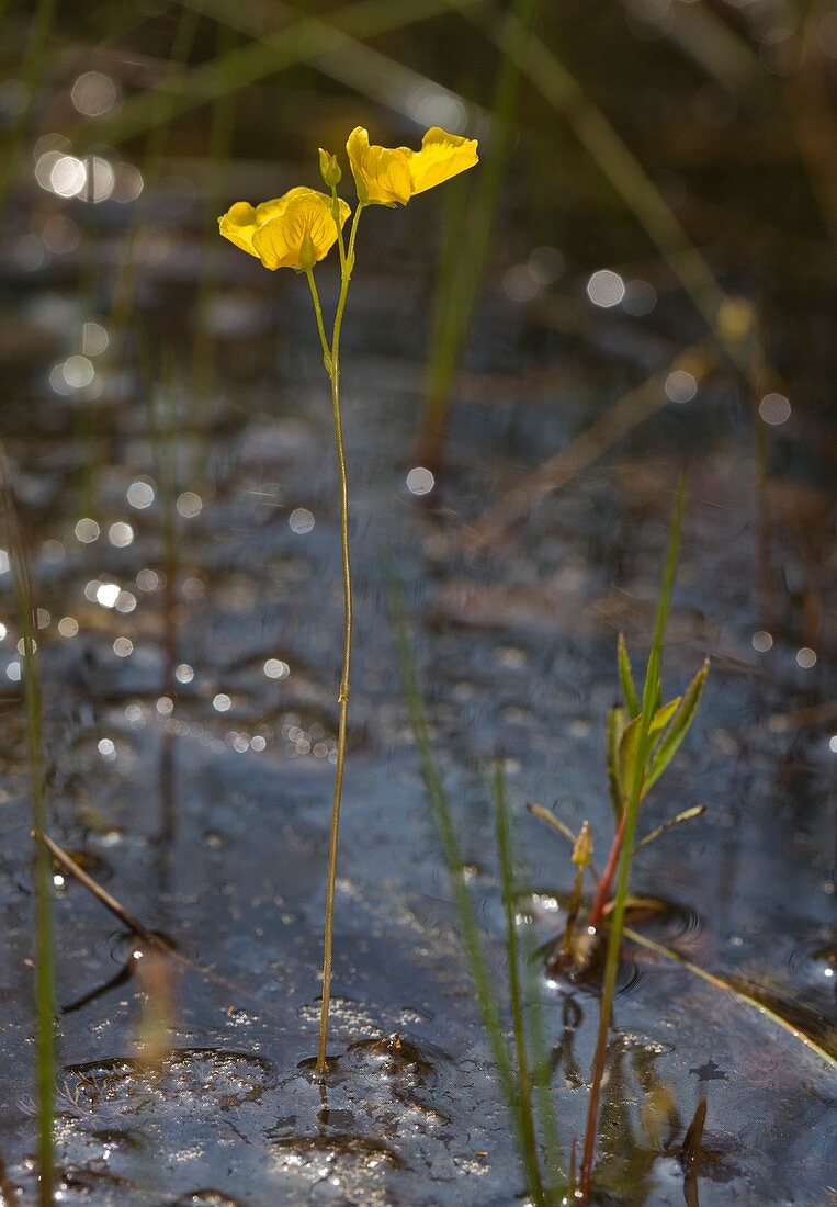 Flatleaf bladderwort (Utricularia intermedia)