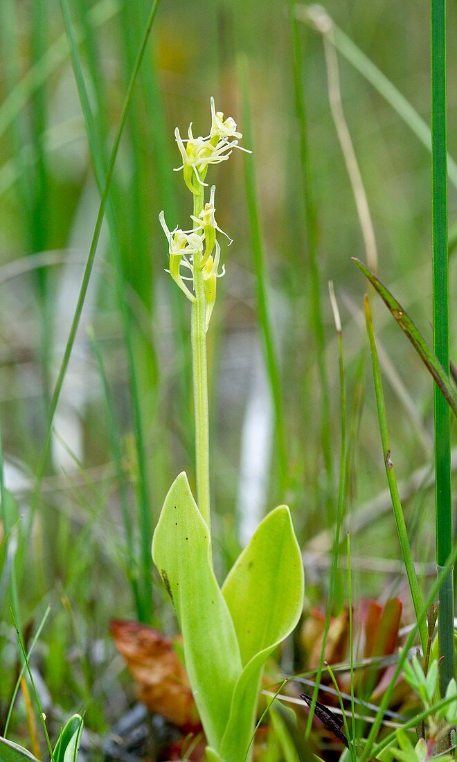 Fen orchid (Liparis loeselii)