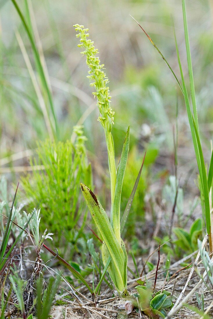 Northern green orchid (Habenaria hyperborea)