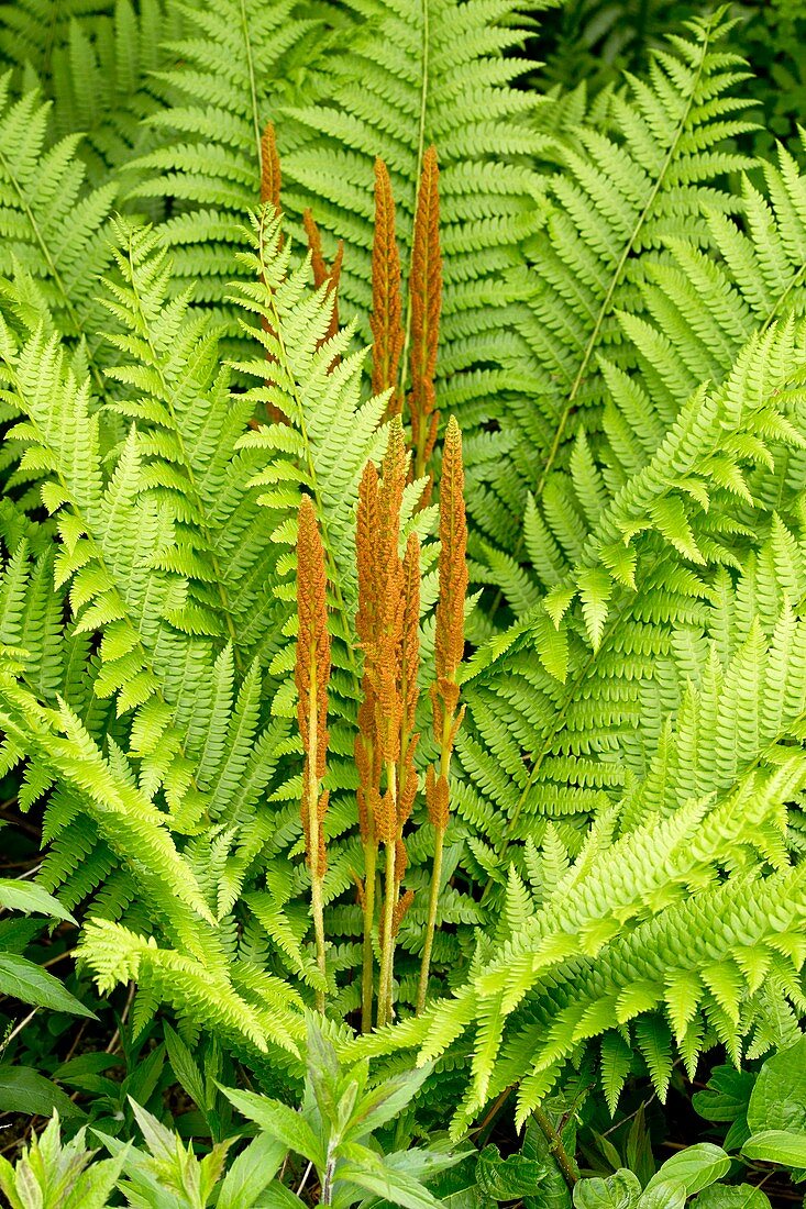 Cinnamon-fern (Osmundastrum cinnamomeum)