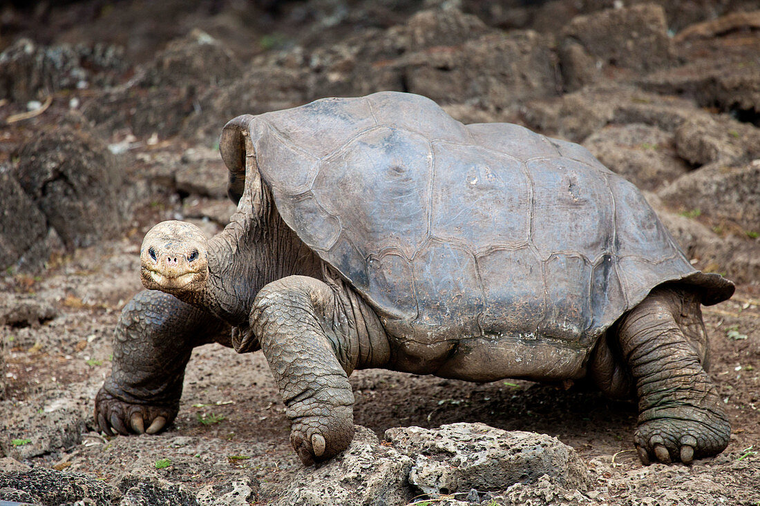 Galapagos fauna