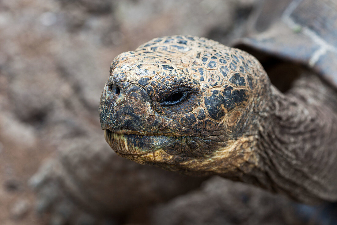 Galapagos fauna