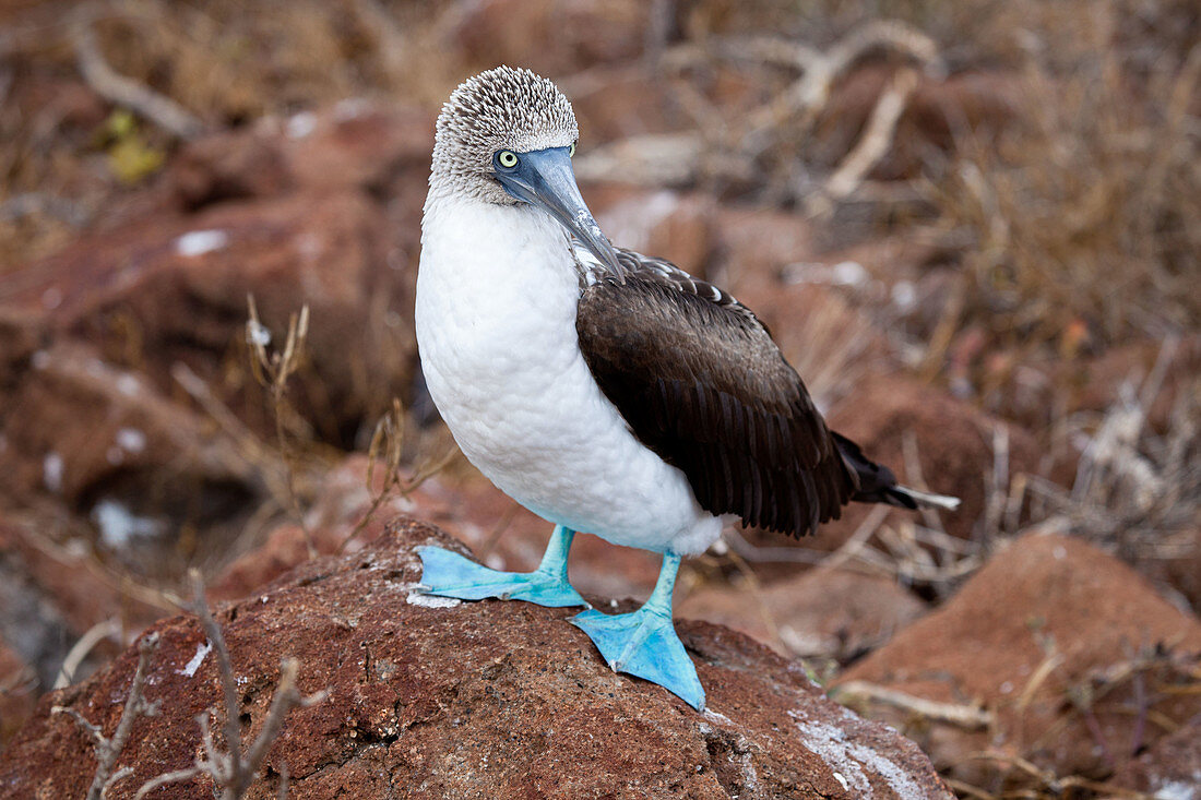 Galapagos fauna
