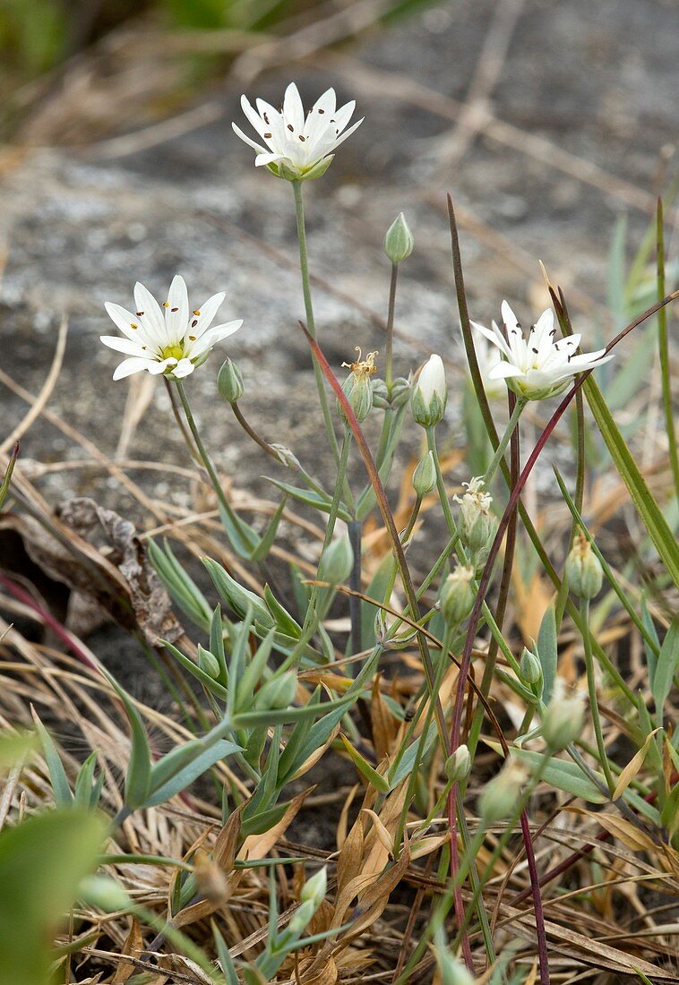 Longstalk starwort (Stellaria longipes ssp longipes)