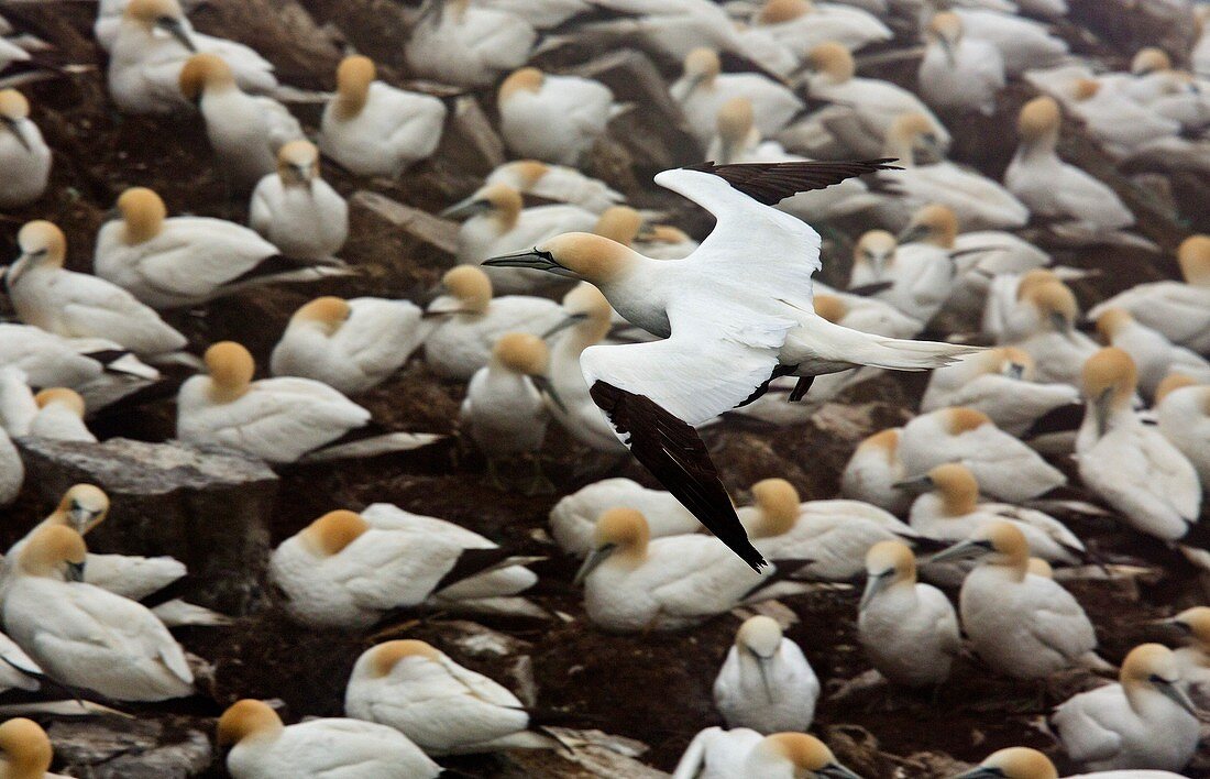 Northern gannet colony
