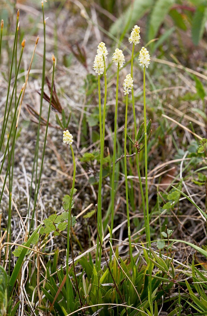 Scottish asphodel (Tofieldia pusilla)