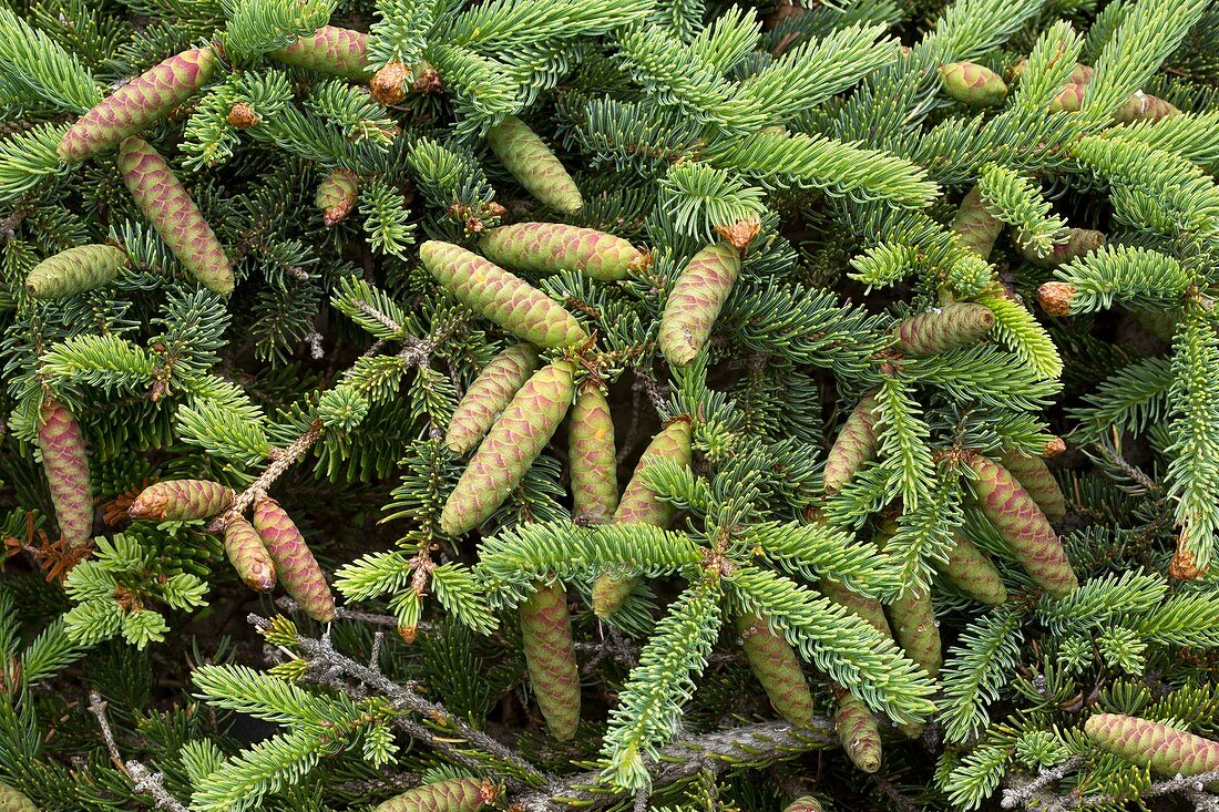White spruce (Picea glauca)