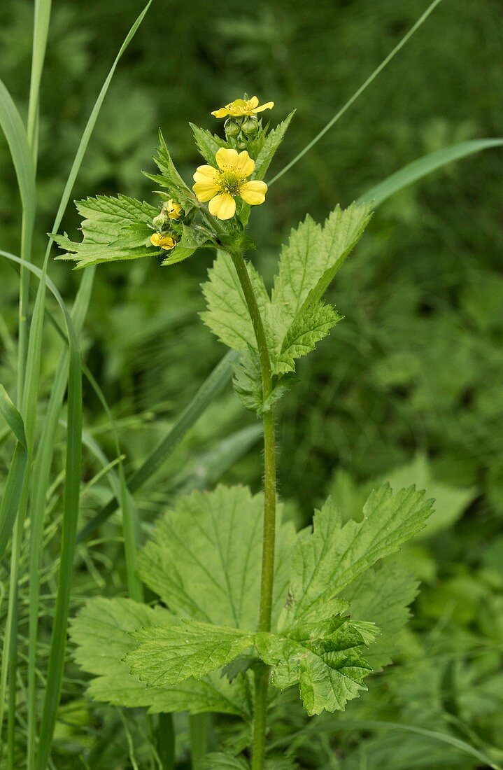 Largeleaf avens (Geum macrophyllum)