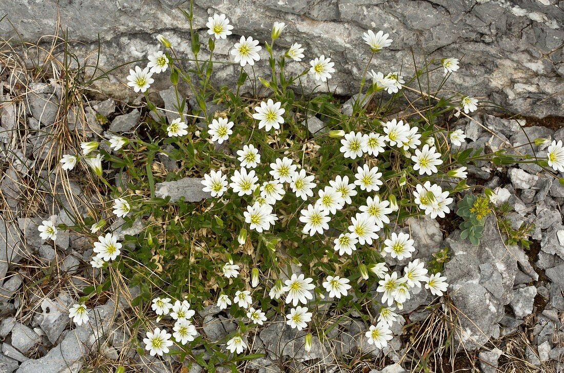 Alpine chickweed (Cerastium alpinum)