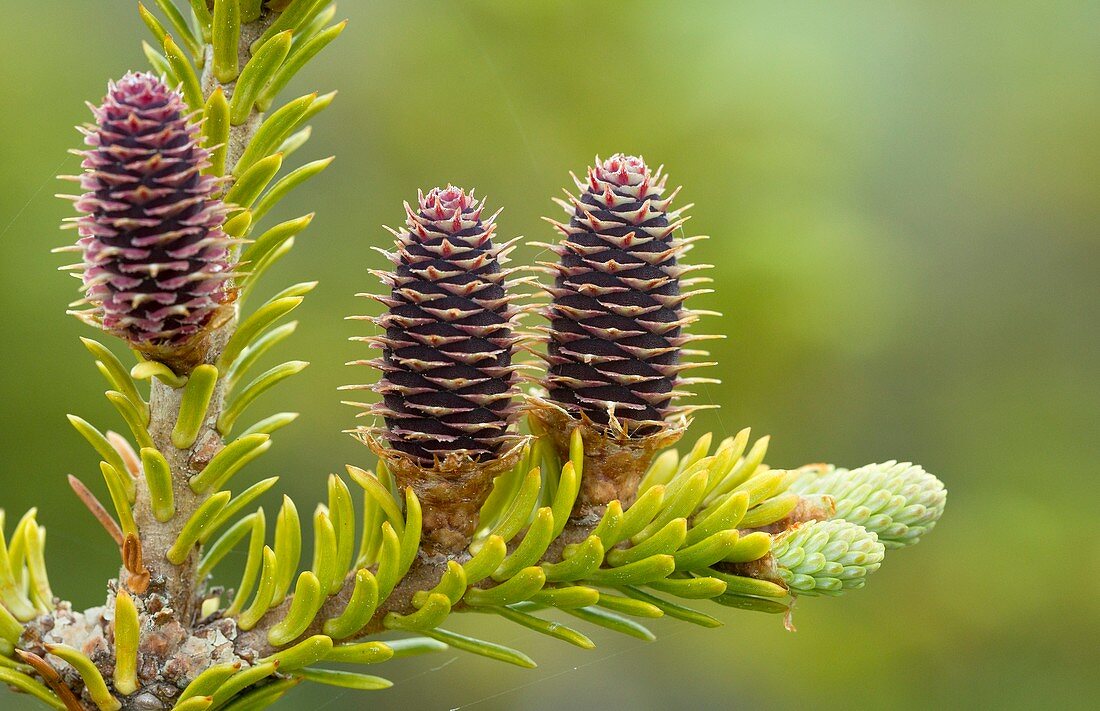 Balsam fir (Abies balsamea)