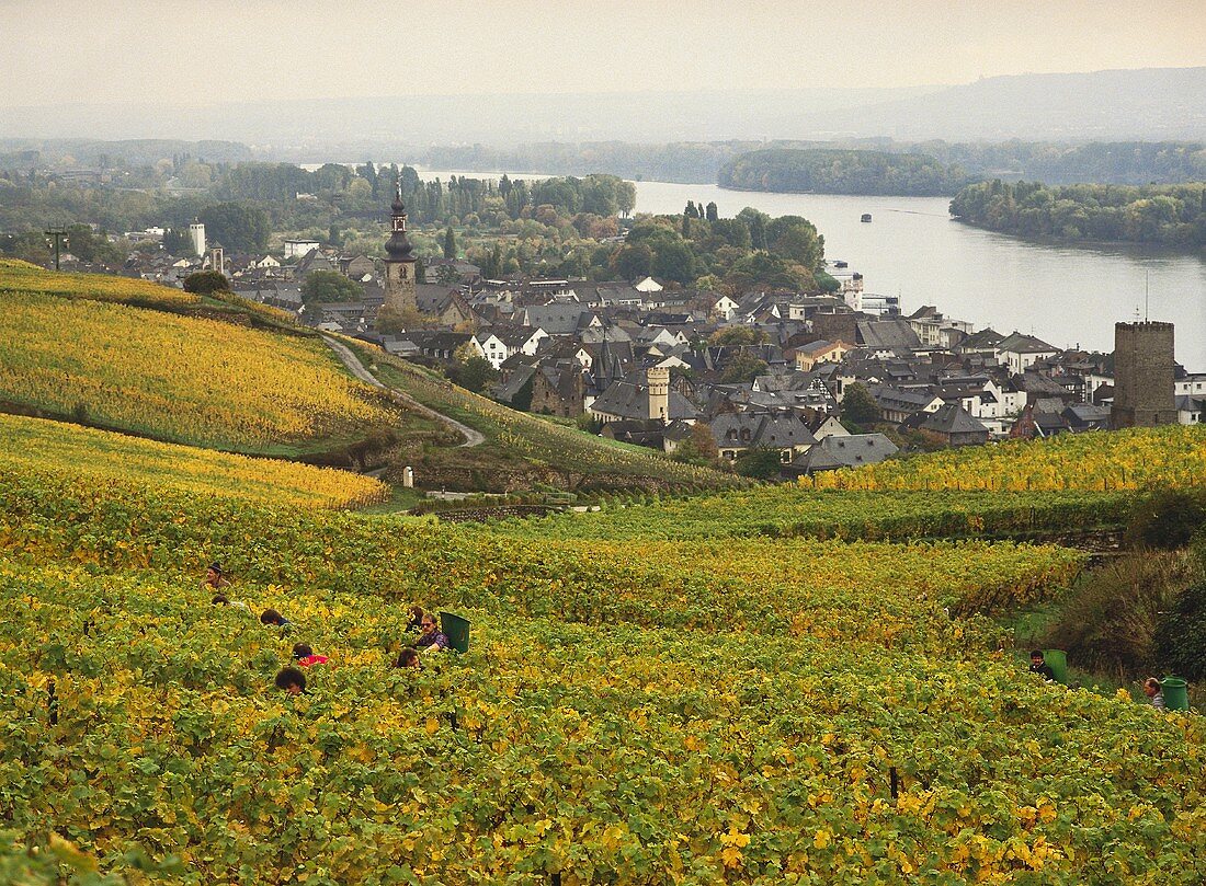Weinlese am Berg Rottland für Pfarrgut Rüdesheim (Rheingau)
