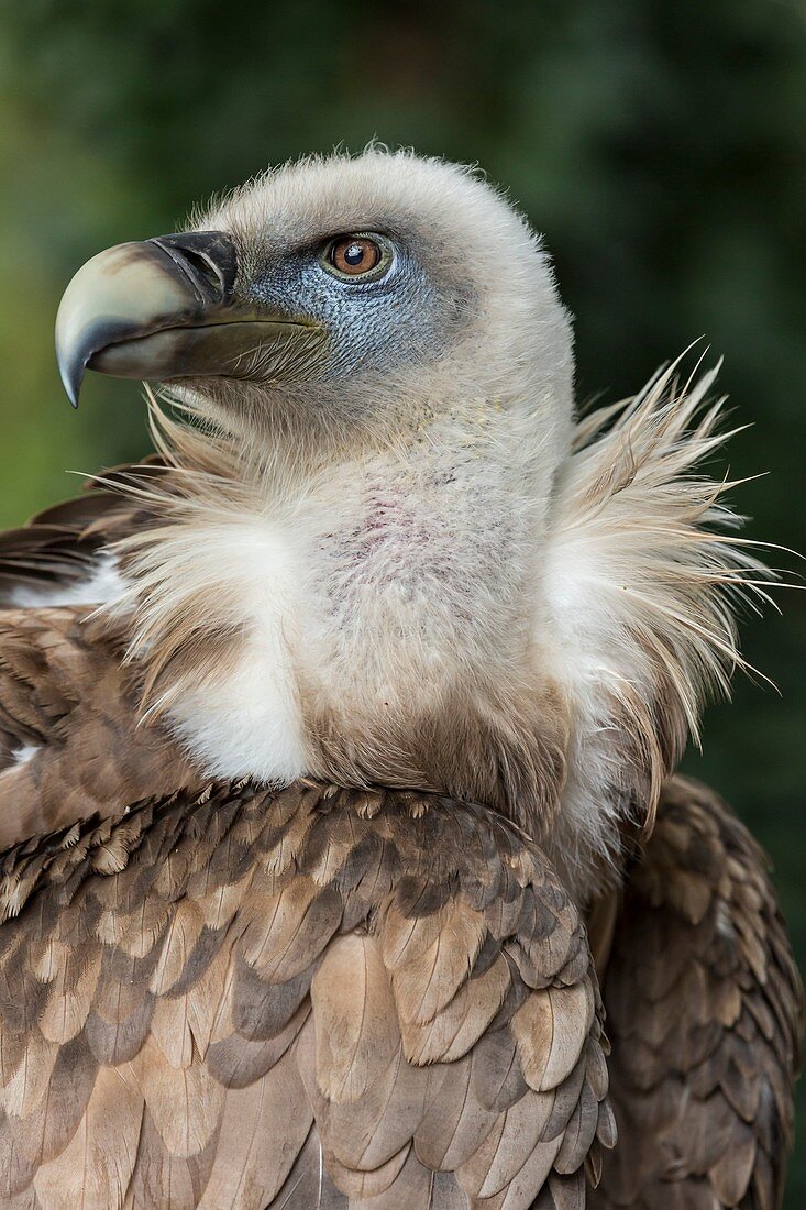 Griffon Vulture portrait