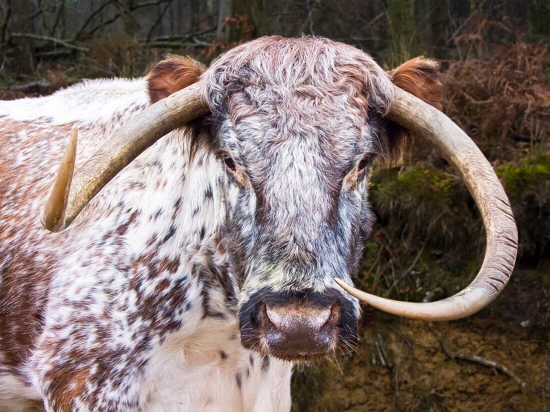 Horns of a female English Longhorn cow.