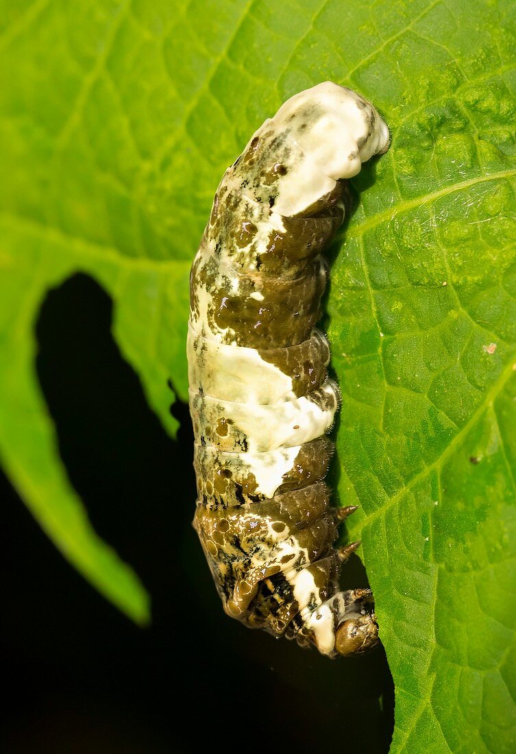 Thoas Swallowtail caterpillar