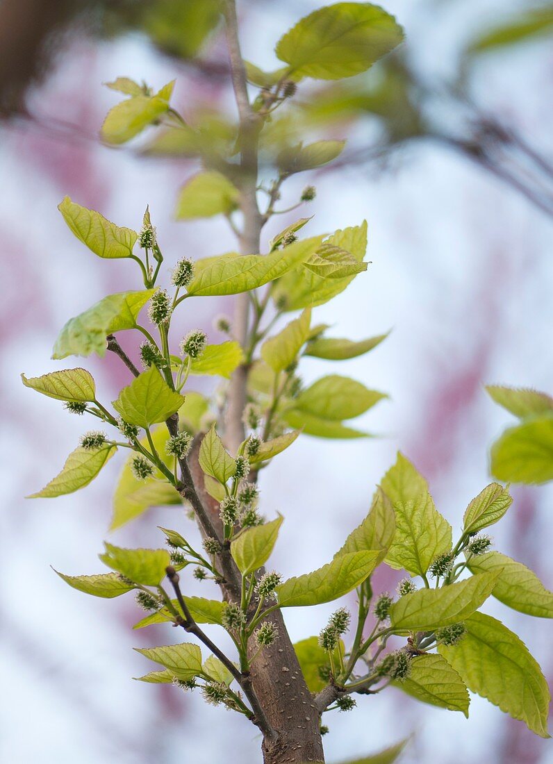 Mulberry (Morus x Kokuso) flowers