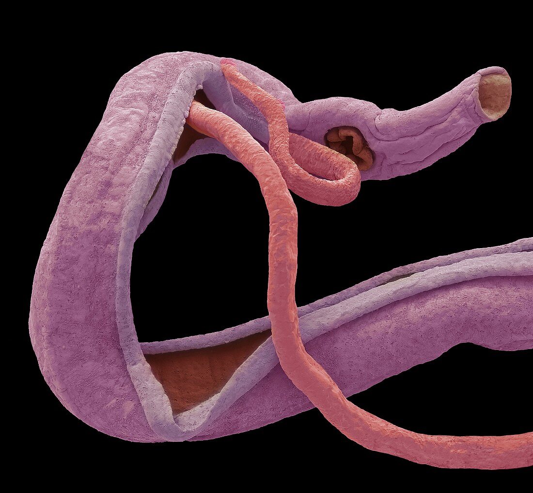 Mating schistosome flukes, SEM