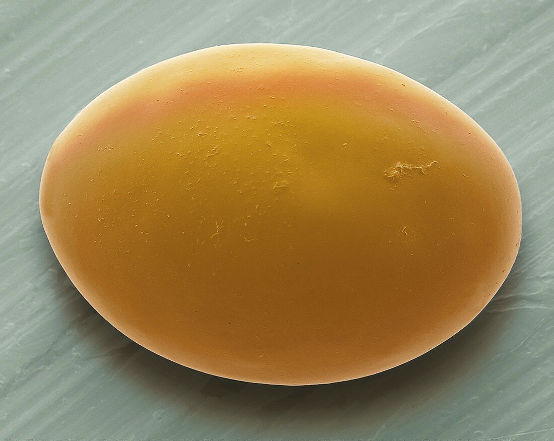 Tapeworm egg, SEM