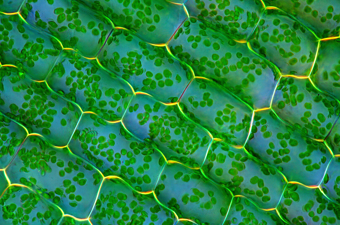 Canadian pondweed, light micrograph