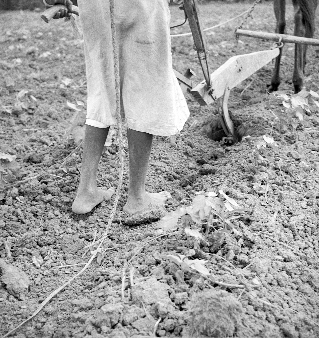 Girl ploughing, Alabama, USA, 1936